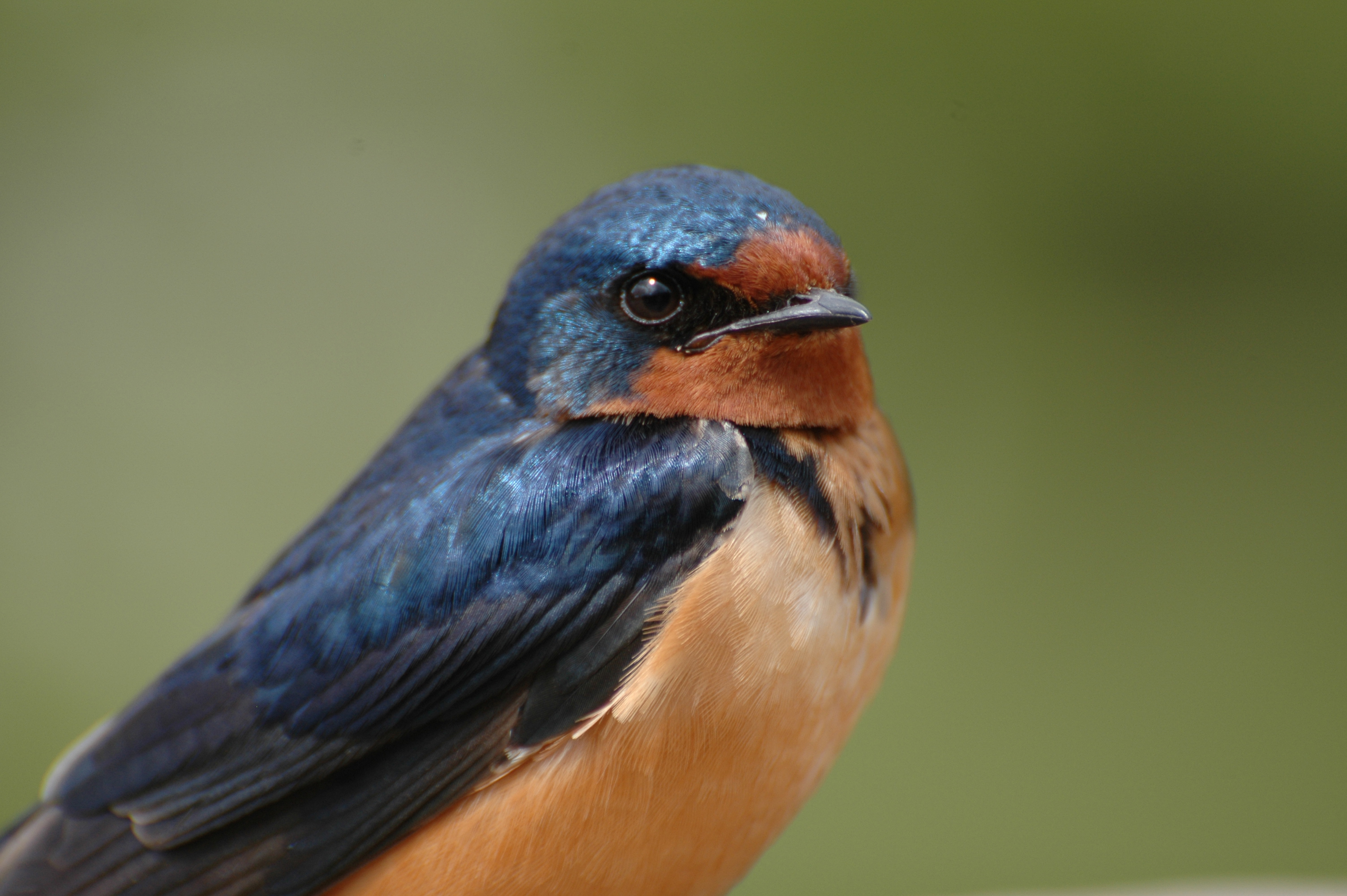 Barn swallow
