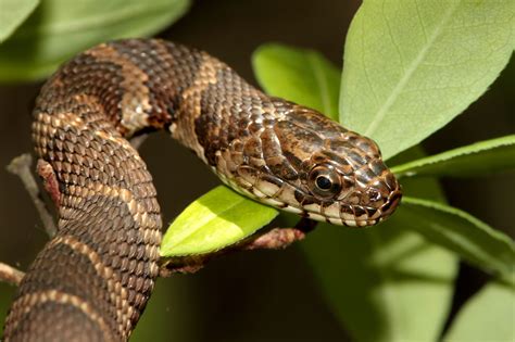Northern watersnake
