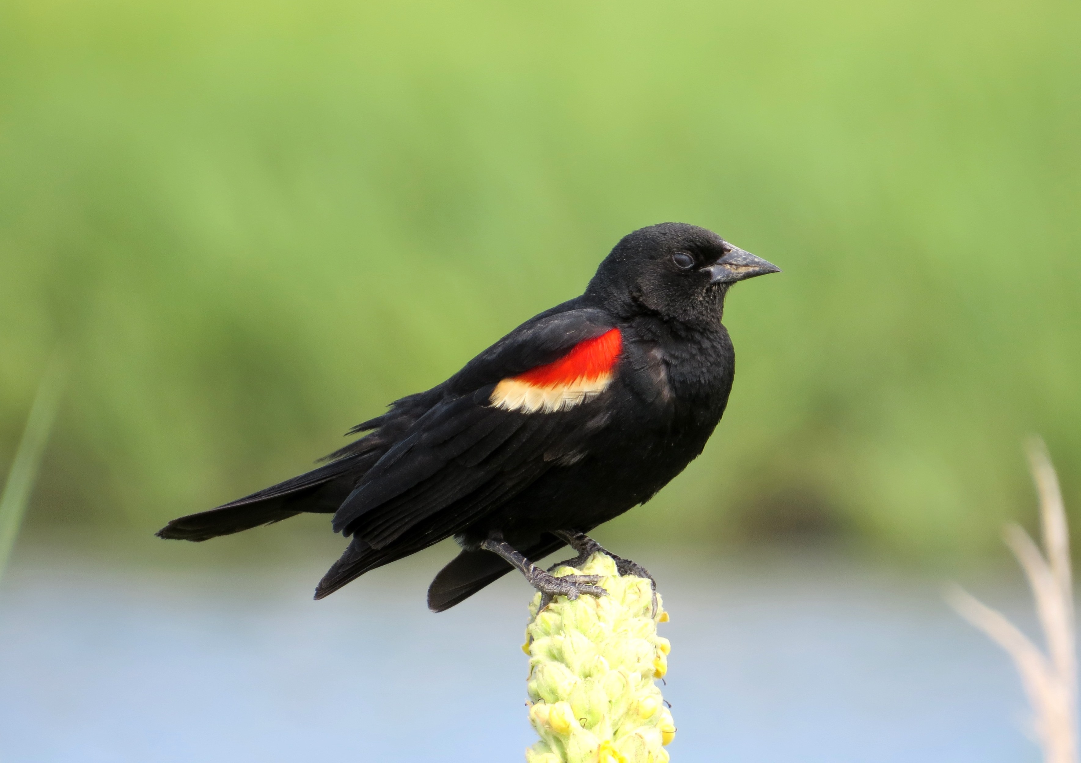 Red-winged blackbird